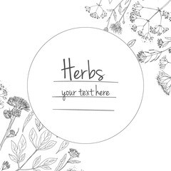 Herbs flowers vector color line. Space for text. Template with a sketch of herbs.