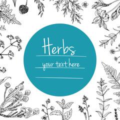 Herbs flowers vector color line. Space for text. Template with a sketch of herbs.