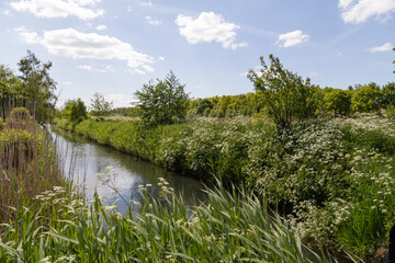 Dutch landscape in spring with cow parsley and other wild flowers.