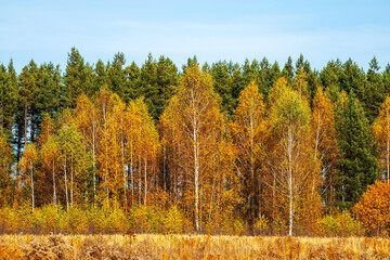Autumn golden forest in sunny day. Autumn in Russia.