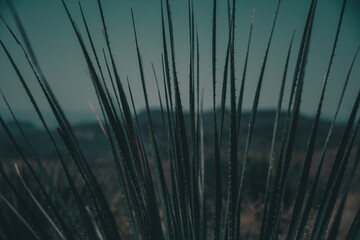 close up view of a tree