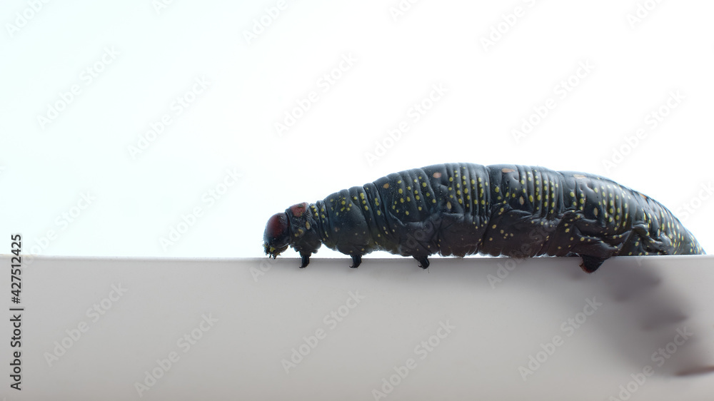 Poster a hawk moth caterpillar on a white background, a copy space for text, a blank for the designer. hawk