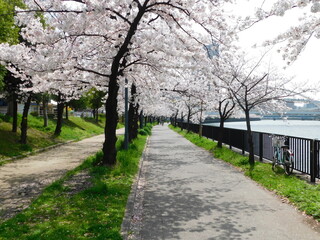 桜が咲く毛馬桜之宮公園の遊歩道(大阪市都島区で2021年3月撮影)