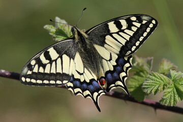 papillon machaon grand porte queue sur une branche de ronce