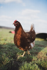 Rhodeländer Huhn