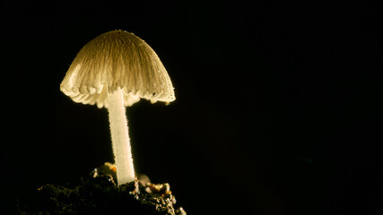 Mushroom at night with green branches background