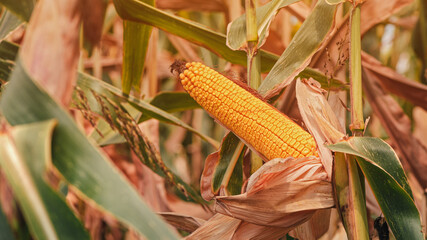 Corn on the cob in cornfield