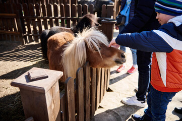 Little boy caresses a pony foal at the zoo