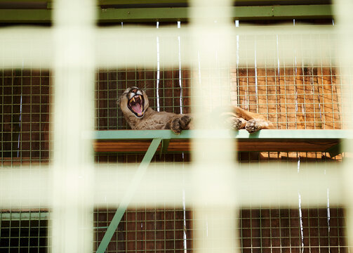 A wild cat resting in a zoo cage. Photography taken through the grate of a cage in a zoo