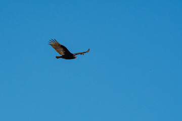 Vulture in Flight