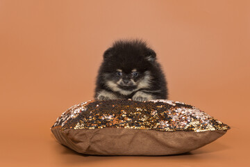 Small Pomeranian puppy on a pillow