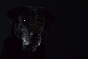 portrait of a black dog on a black background