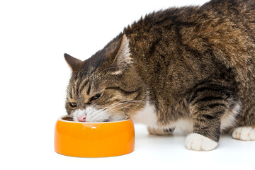 Big grey cat eats from an orange bowl