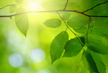 Fototapeta na wymiar sun in the green leaves.