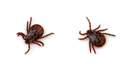 Tick isolated on white background