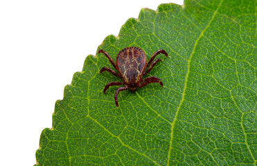 Tick insect sitting on a green leaf