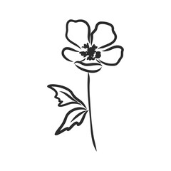 Ink, pencil, the leaves and flowers of Magnolia isolated. Line art transparent background. Hand drawn nature painting. Freehand sketching illustration.