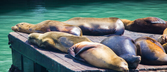 Sealions sunning themselves on dock in San Francisco Harbor 