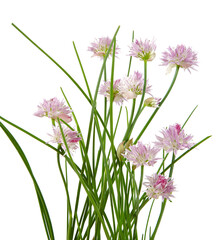Naklejka premium blooming chives isolated on white background