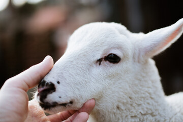 Hand, die ein Kerry Hill Schaf streichelt