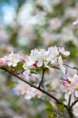 blooming apple trees in spring garden