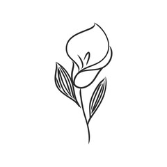 Ink, pencil, the leaves and flowers of Magnolia isolated. Line art transparent background. Hand drawn nature painting. Freehand sketching illustration.