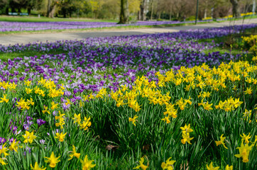 Blooming crocuses and narcissus, early spring, reviving nature, first flowers, blooming meadow of iris flowers. yellow and purple