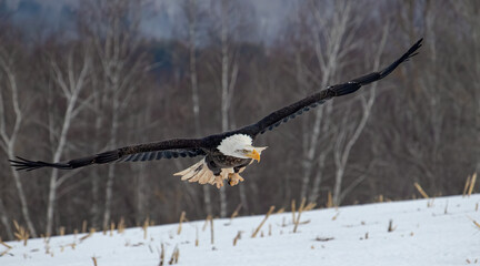 eagle in flight with fully expanded wings