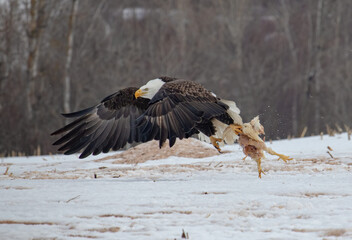white tailed eagle in flight carrying chicken in his talons
