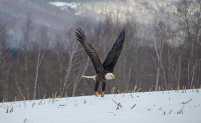 bald eagle in flight