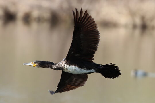 vol d'un grand cormoran au dessus de l'&eacute;tang sous le soleil d'hiver