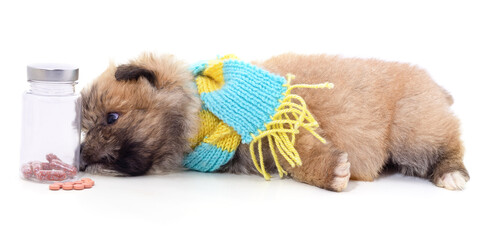 Obraz premium Puppy in a scarf with a jar of capsules.