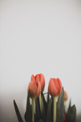 Rot-Orangene Tulpen vor wei&szlig;er Wand