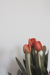 Rot-Orangene Tulpen vor wei&szlig;er Wand