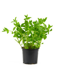 fresh mint isolated on white background © Diana Taliun