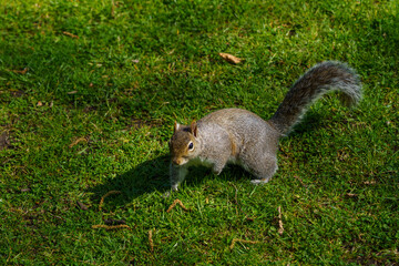 squirrel playing
