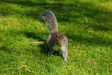 Squirrel about to run