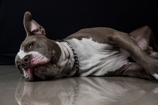 Perro aburrido acostado en el piso