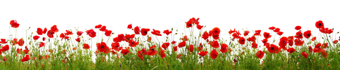 Red poppies isolated on white background. - obrazy, fototapety, plakaty