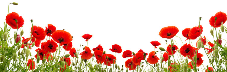 Obraz premium Red poppies isolated on white background.