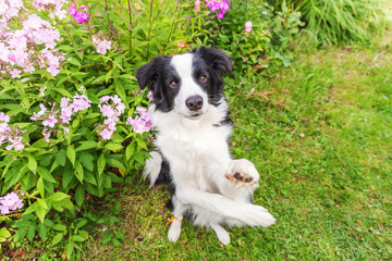 Outdoor portrait of cute smiling puppy border collie sitting on grass flower background. New lovely member of family little dog jumping and waiting for reward. Pet care and funny animals life concept.