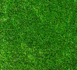 Fototapeta premium Green grass texture background.
