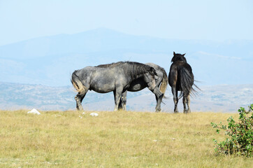 Naklejka premium Livno,Bosnia and Herzegovina, horse, black horse, white horse, black and white horse, nature, beautiful horse,