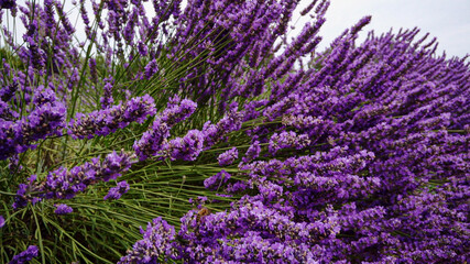 Fototapeta premium Close up of blooming lavender flowers. Outdoor shot on lavender field