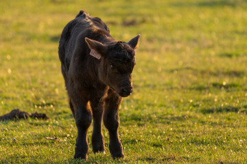 Small calf in the meadow on a beautiful spring day