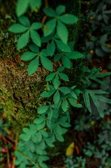 green leaves in the forest