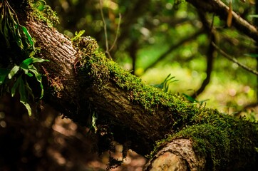 moss on tree