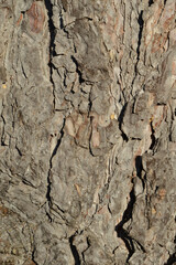 Pine Tree Bark