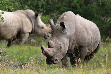 Foto op Plexiglas Rhinos in the wild  © Benedikt