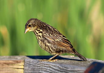 Red-winged Blackbird chick exploring the area.